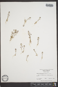 Draba brachycarpa image