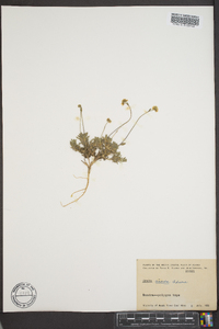 Draba cinerea image