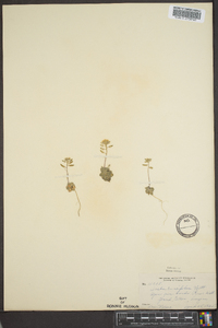 Draba cuneifolia image