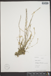 Draba hirta image