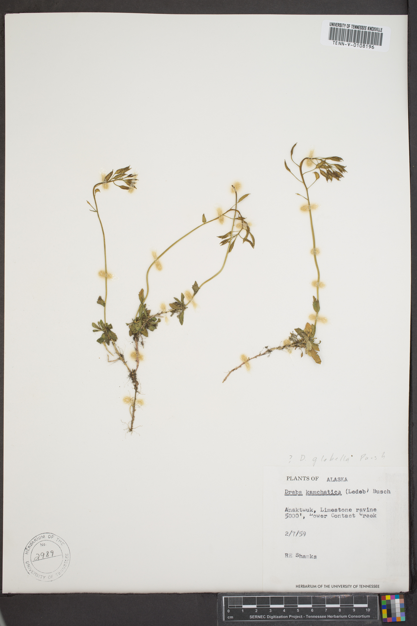 Draba kamtschatica image