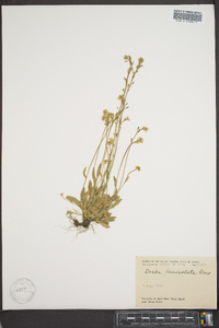 Draba breweri var. cana image