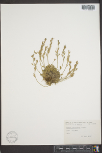 Draba breweri var. cana image