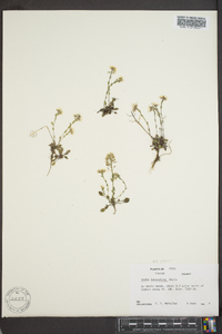 Draba breweri var. cana image