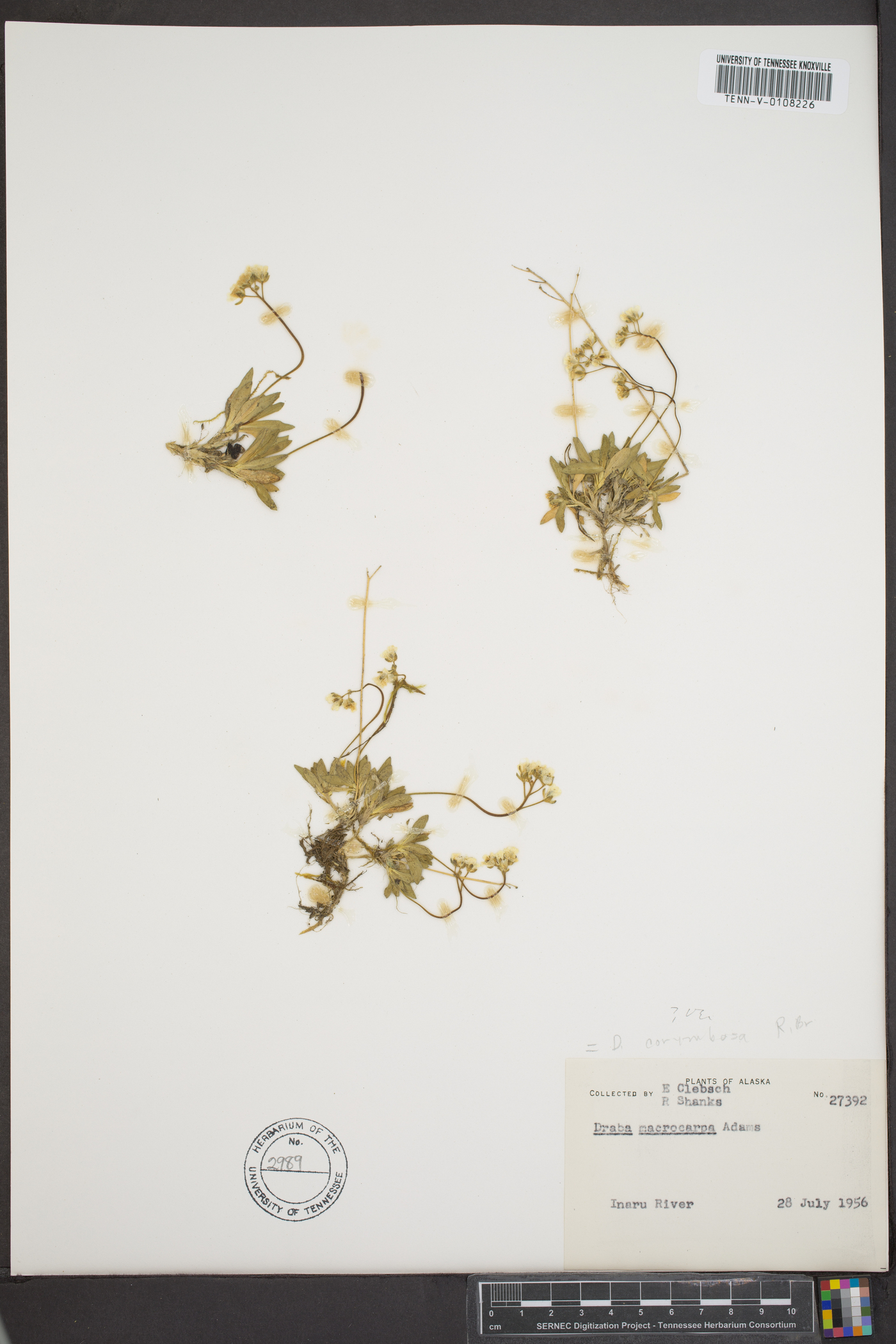 Draba macrocarpa image