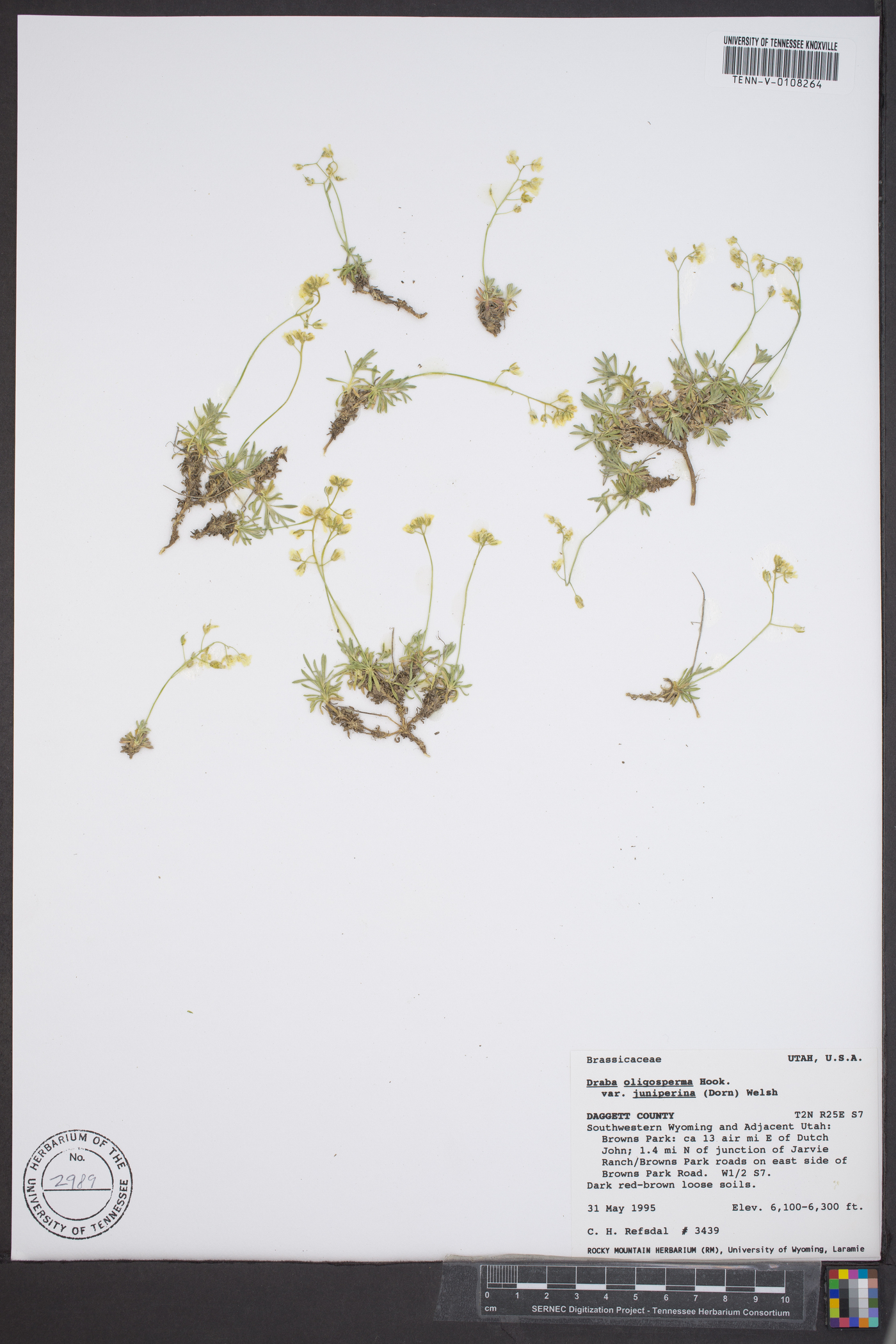 Draba oligosperma var. juniperina image