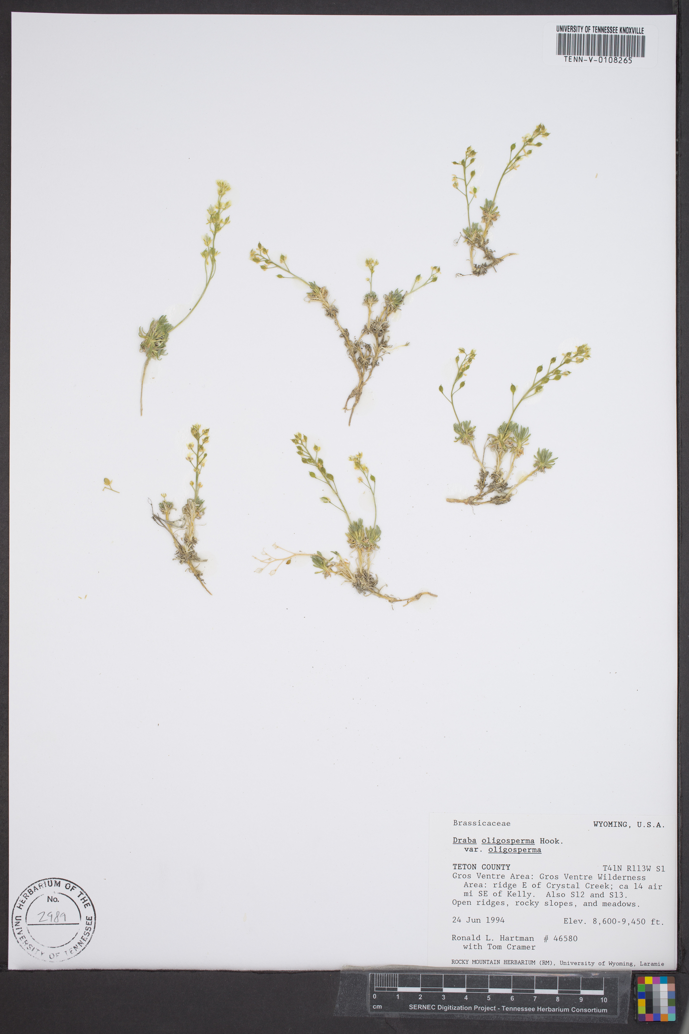 Draba oligosperma var. oligosperma image