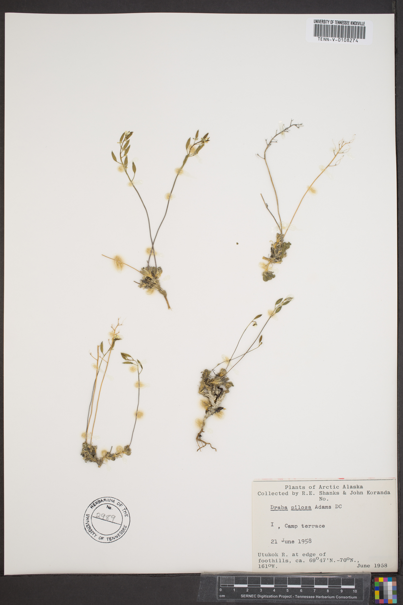 Draba pilosa image