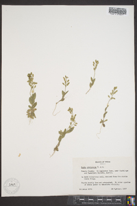 Draba platycarpa image