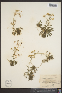 Draba ramosissima image