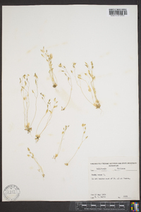 Draba verna image