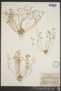 Draba verna image