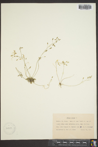 Draba verna image