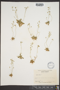 Draba verna image