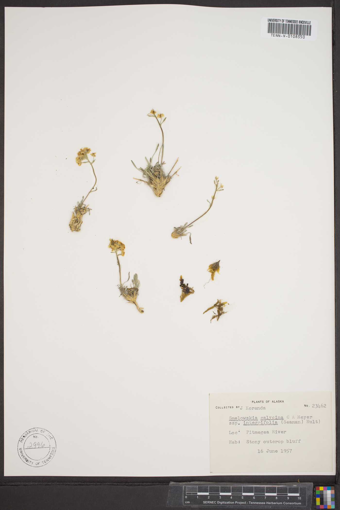 Smelowskia calycina image