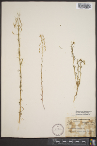 Descurainia brachycarpa image