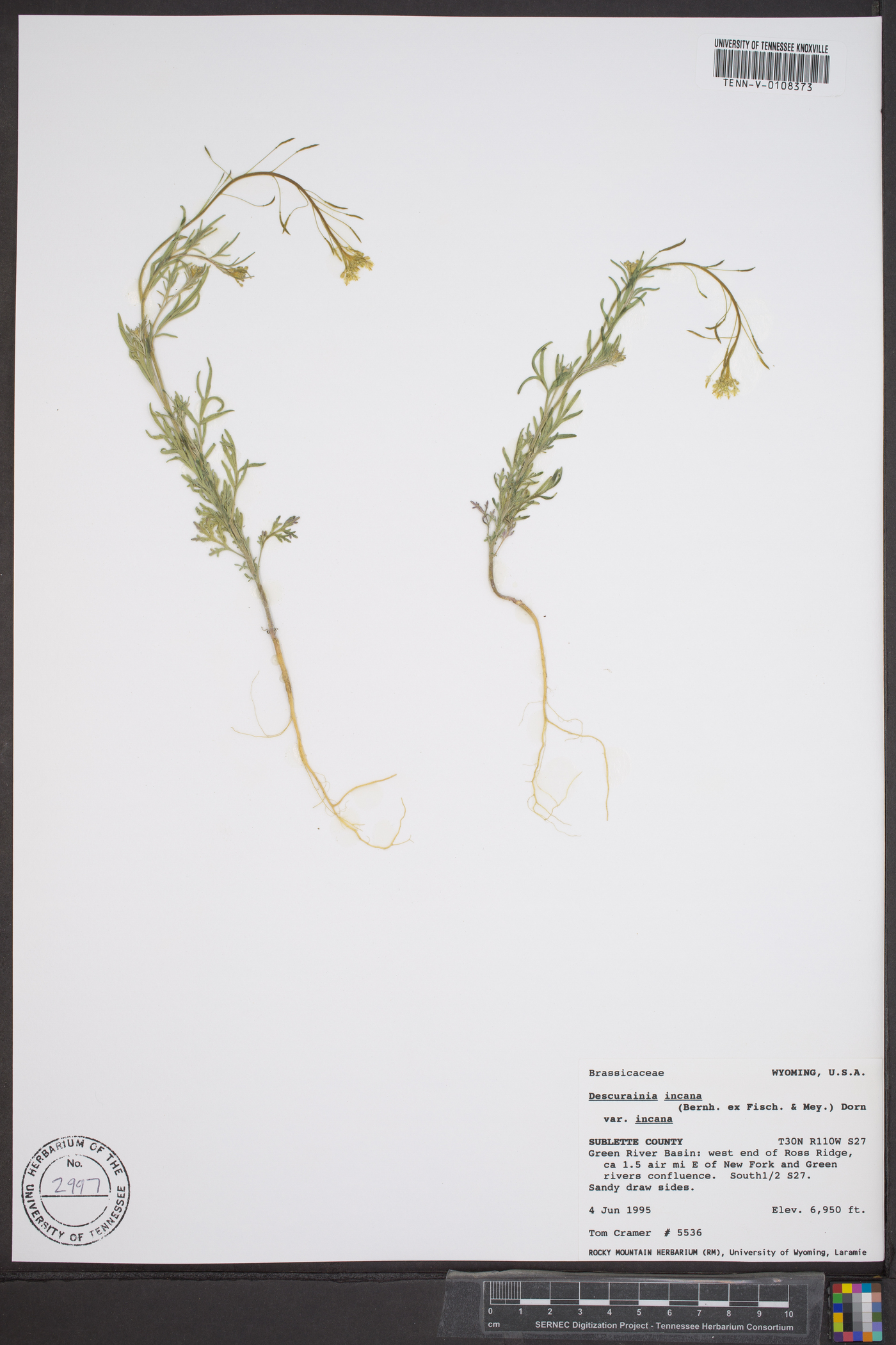 Descurainia incana var. incana image