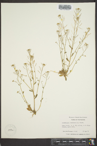 Arabidopsis thaliana image