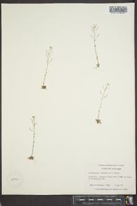 Arabidopsis thaliana image