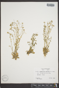 Arabidopsis thaliana image