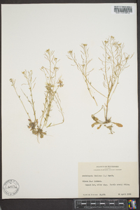 Arabidopsis thaliana image