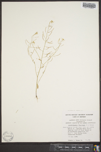Arabidopsis thaliana image