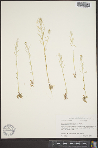 Arabidopsis thaliana image