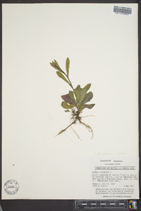 Borodinia canadensis image