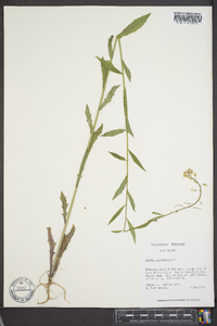 Borodinia canadensis image