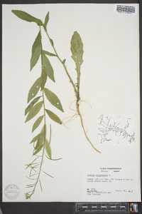 Borodinia canadensis image