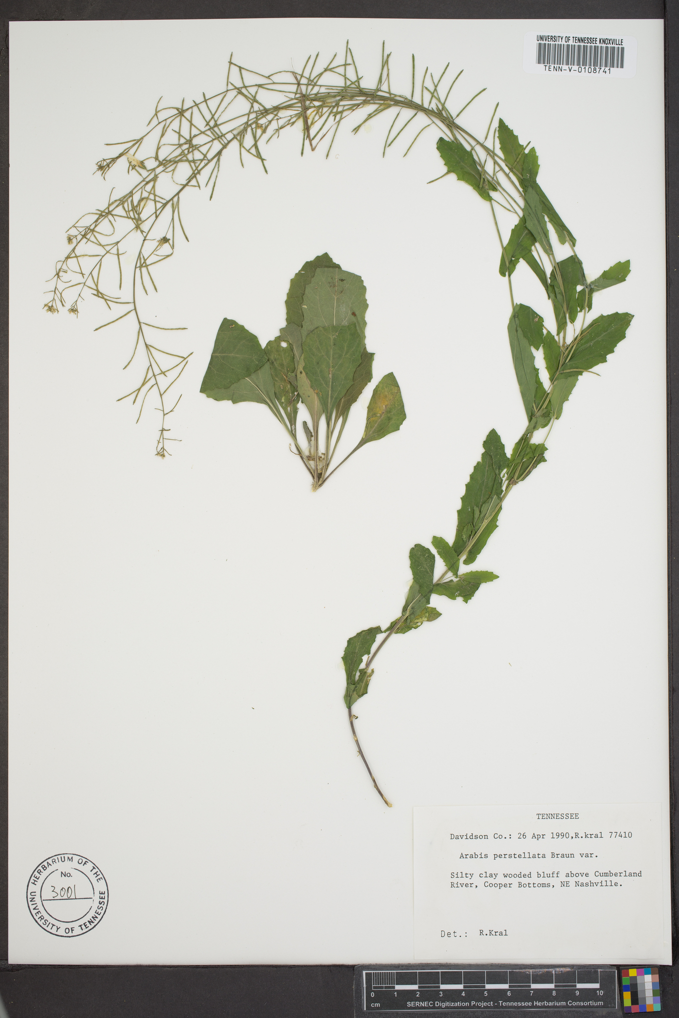 Borodinia perstellata image