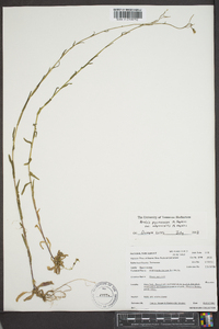 Arabis pycnocarpa var. adpressipilis image