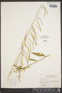 Borodinia canadensis image