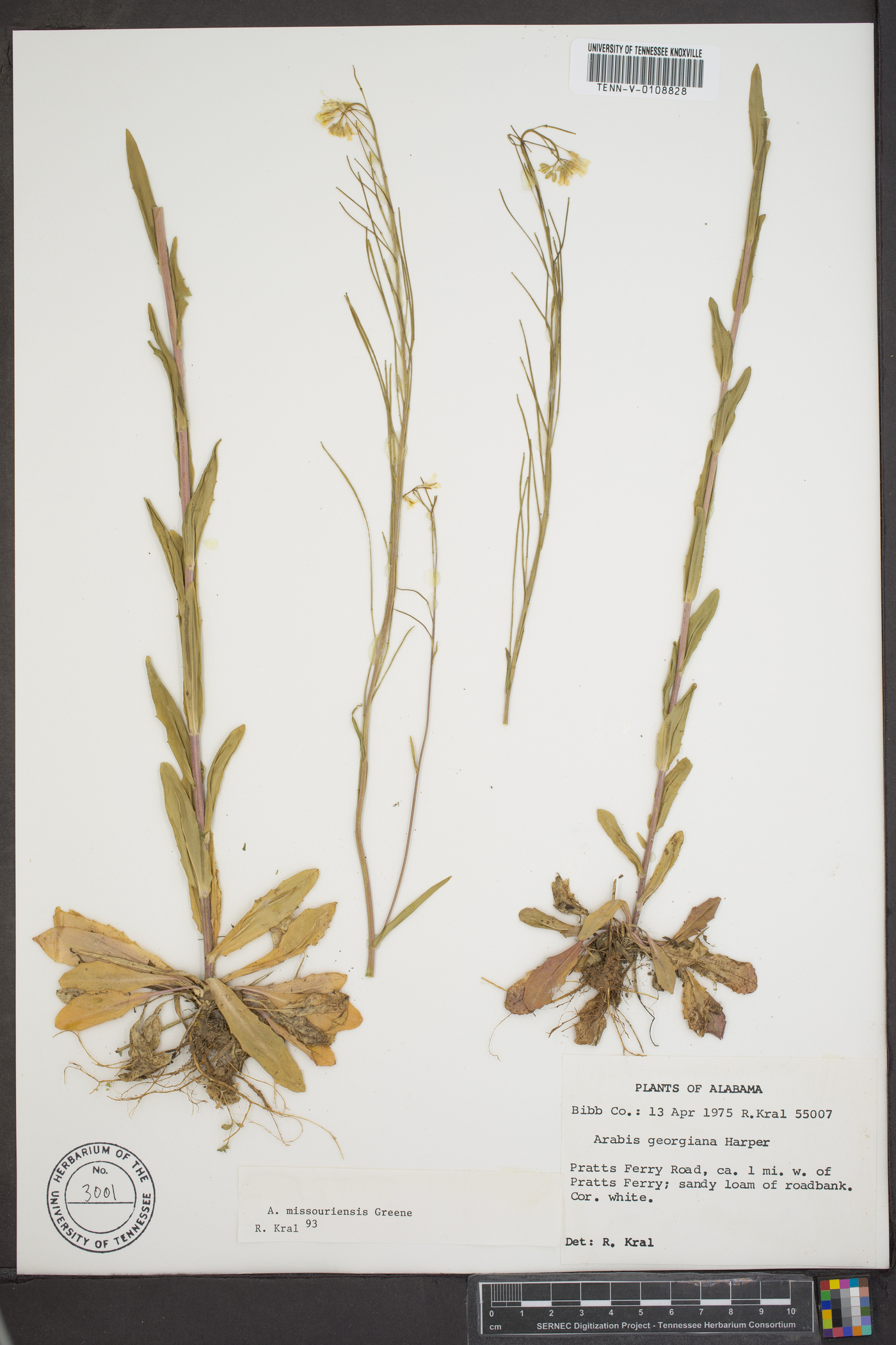 Borodinia missouriensis image