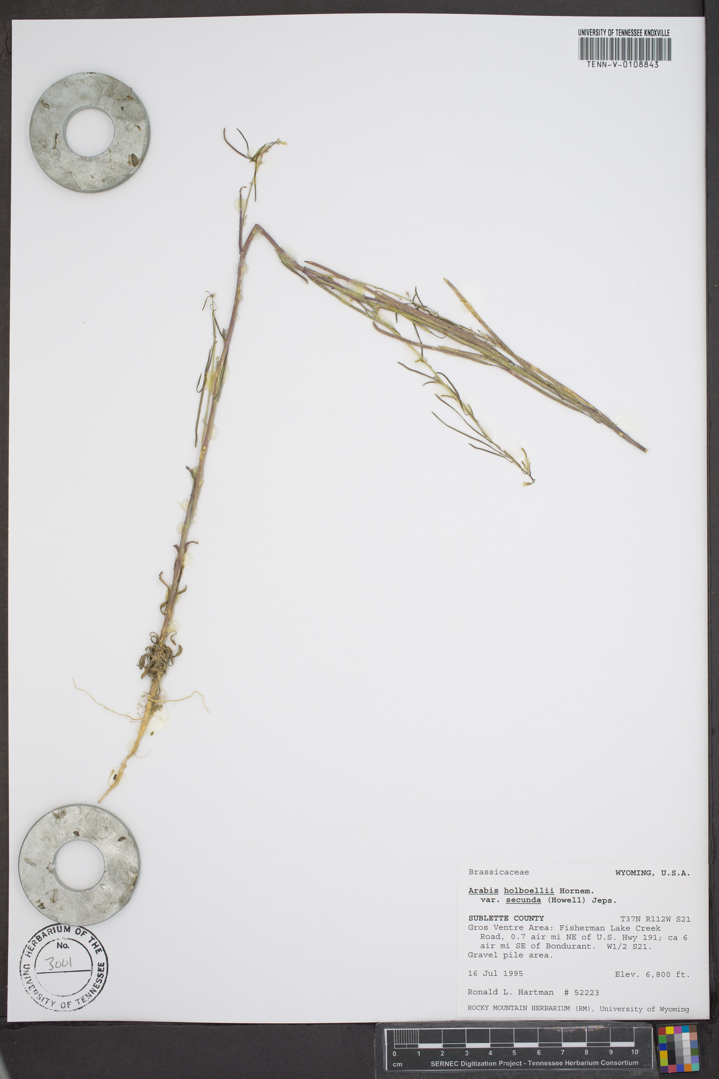 Arabis holboellii var. retrofracta image