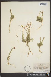 Arabis lemmonii image