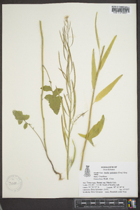 Arabis petiolaris image