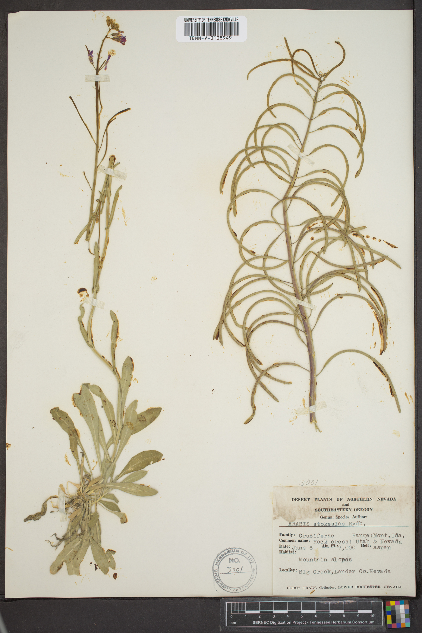 Arabis stokesiae image