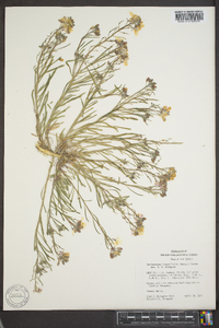 Nerisyrenia linearifolia image