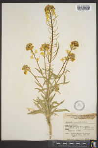 Erysimum asperum image