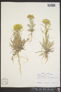 Erysimum asperum image