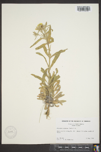 Erysimum asperum image