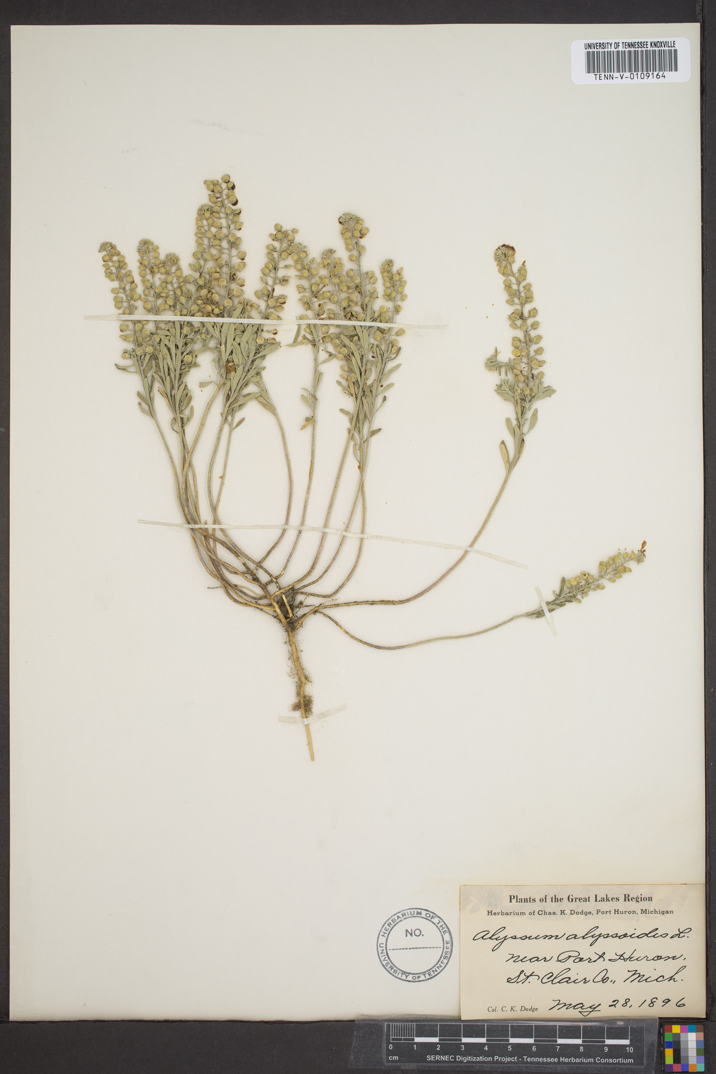 Alyssum alyssoides image