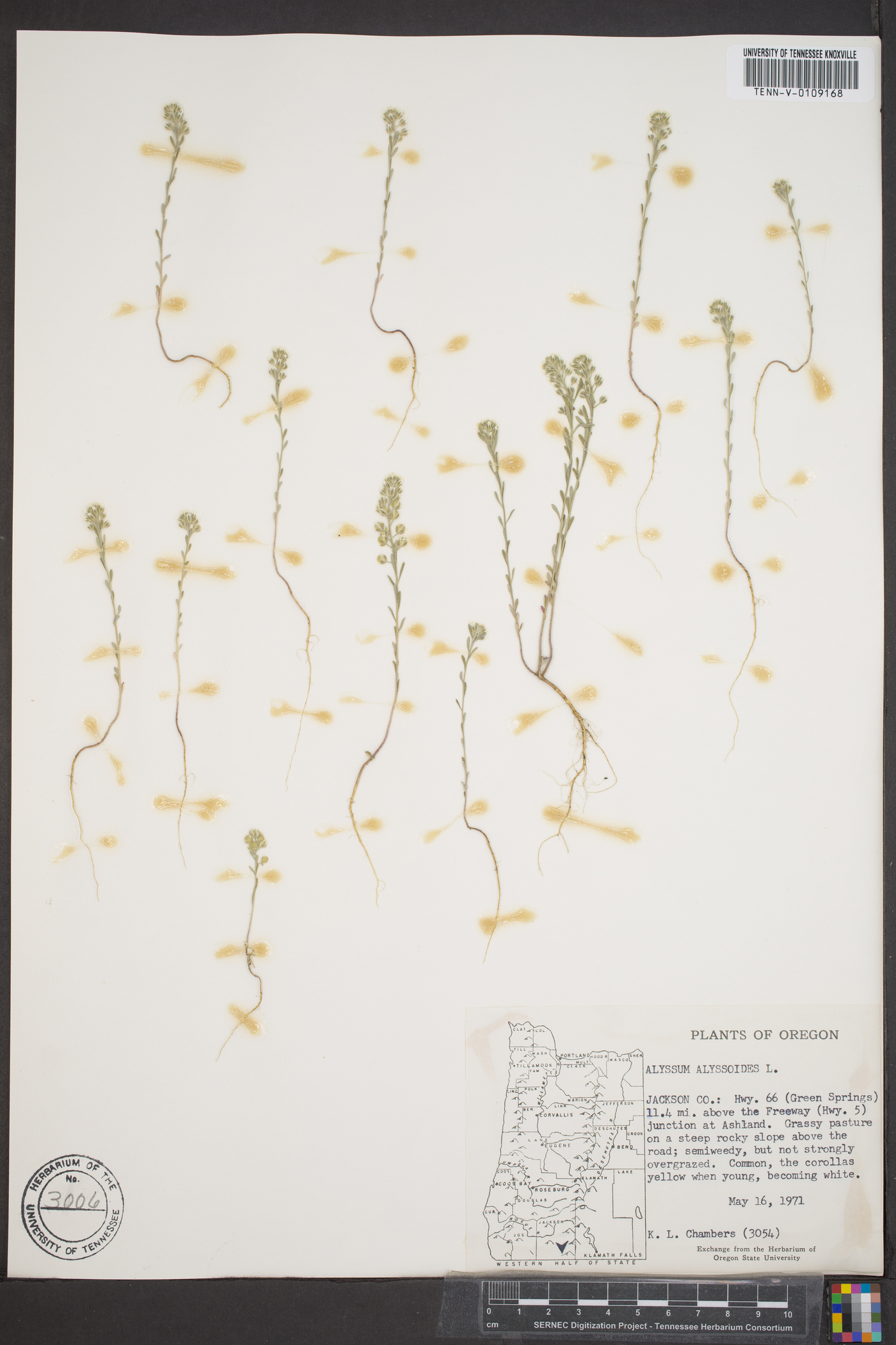 Alyssum alyssoides image