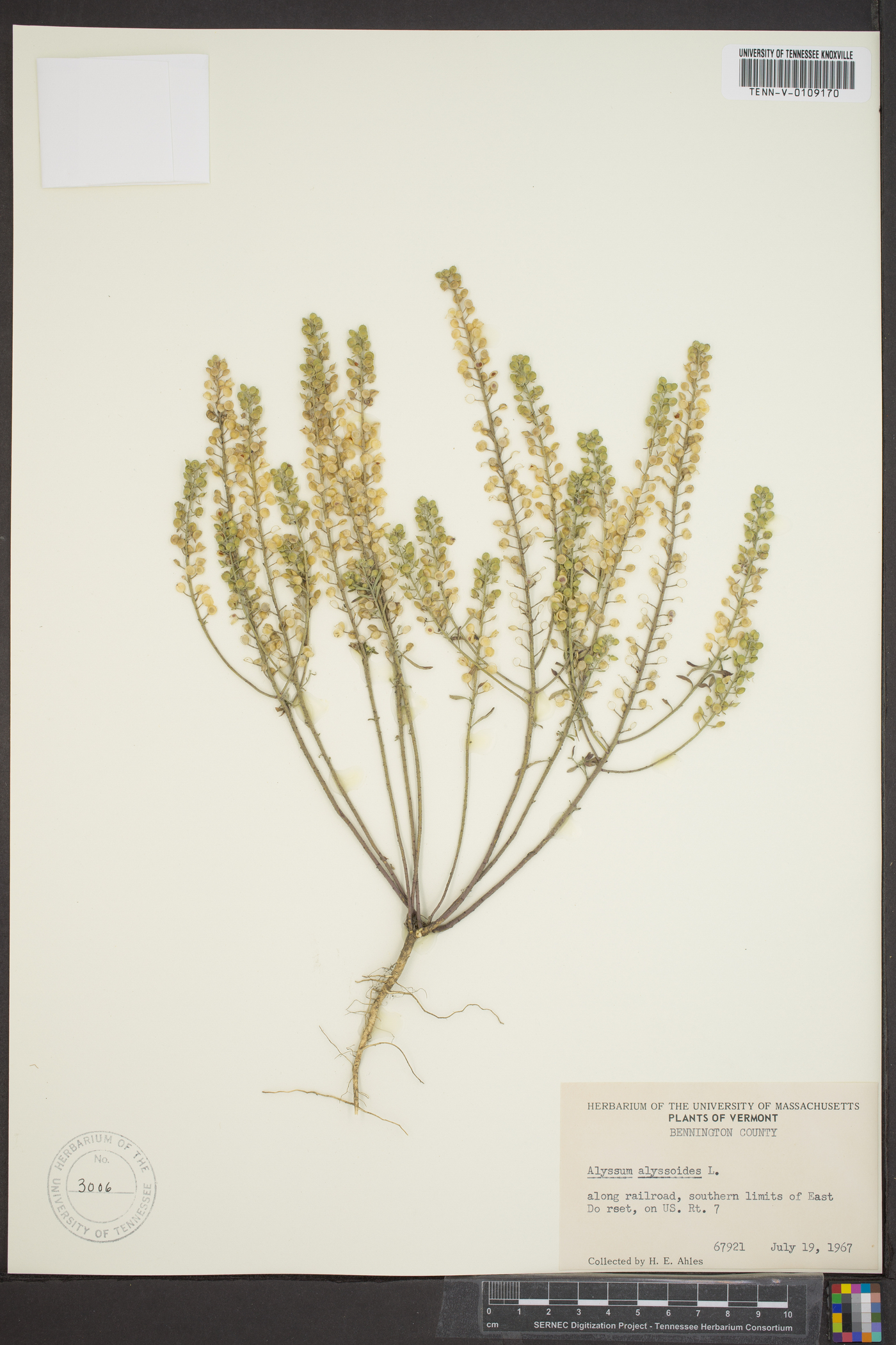 Alyssum alyssoides image