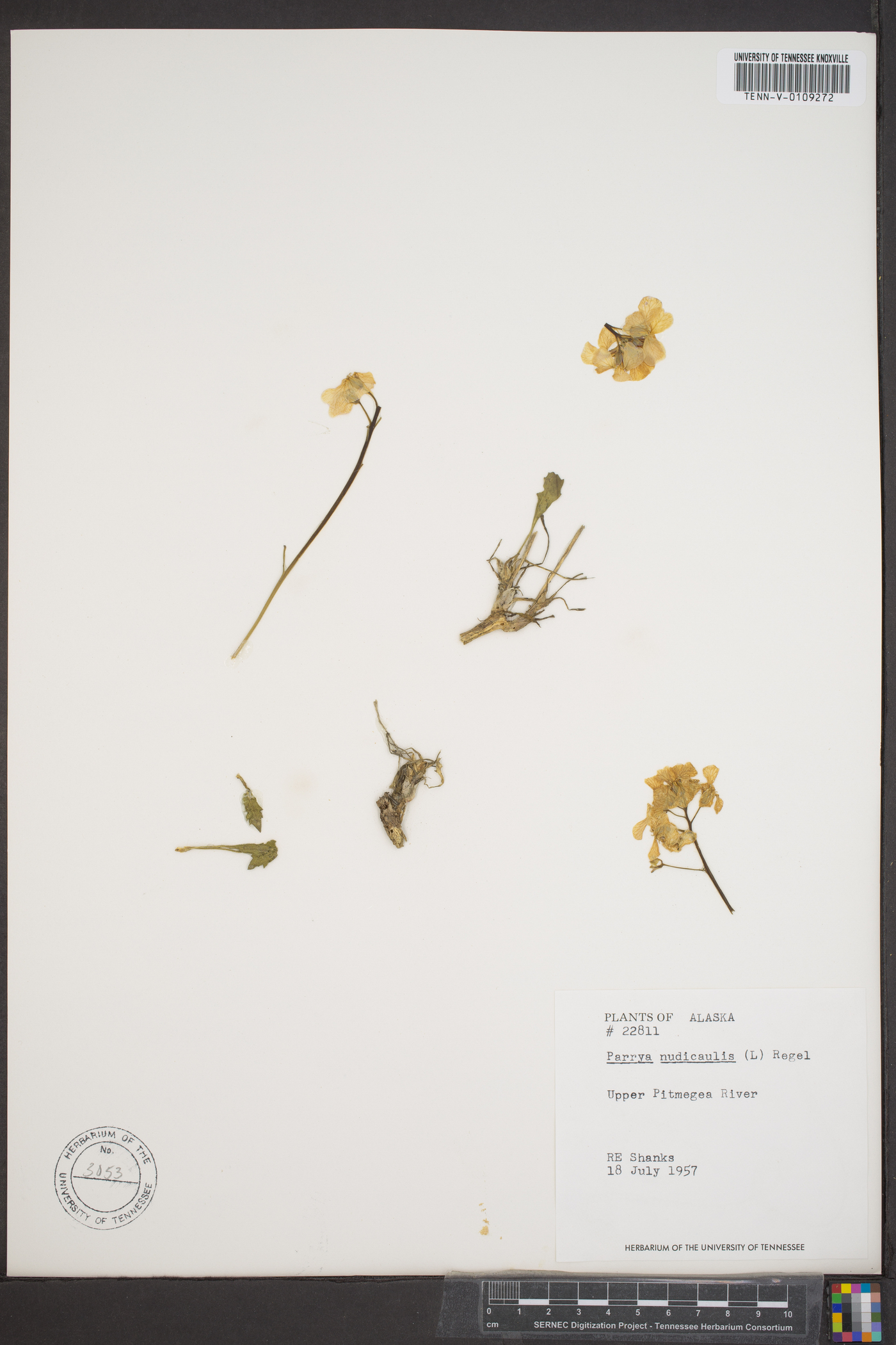 Parrya nudicaulis image