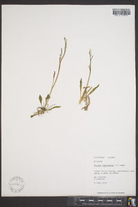 Parrya nudicaulis image