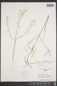 Polanisia tenuifolia image