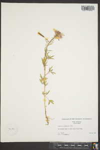 Polanisia dodecandra subsp. trachysperma image