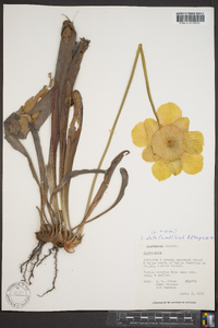 Sarracenia alata image